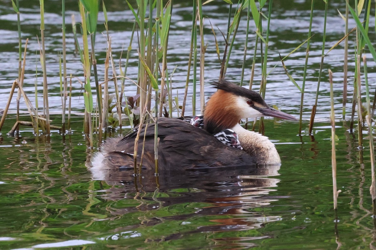 Great Crested Grebe - ML620436854