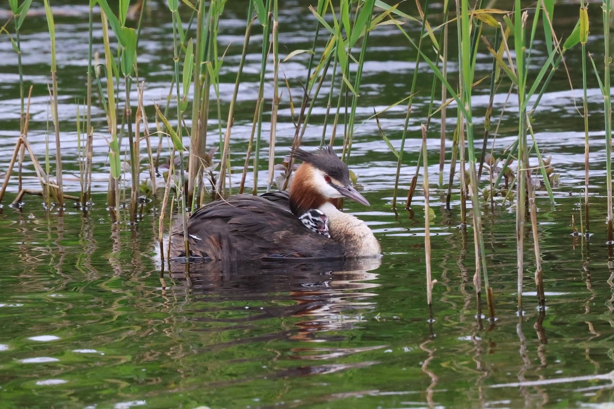 Great Crested Grebe - ML620436855