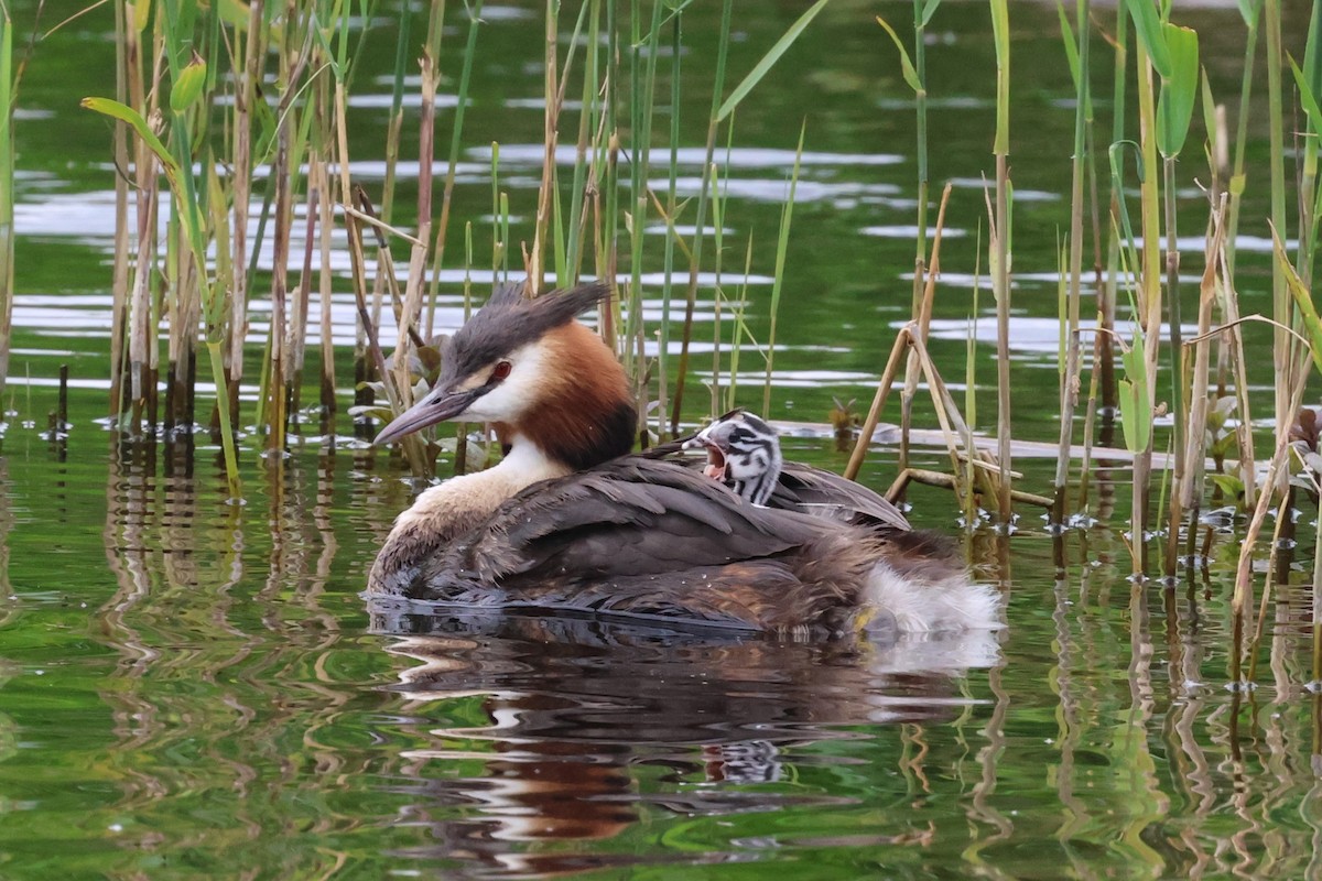 Great Crested Grebe - ML620436856