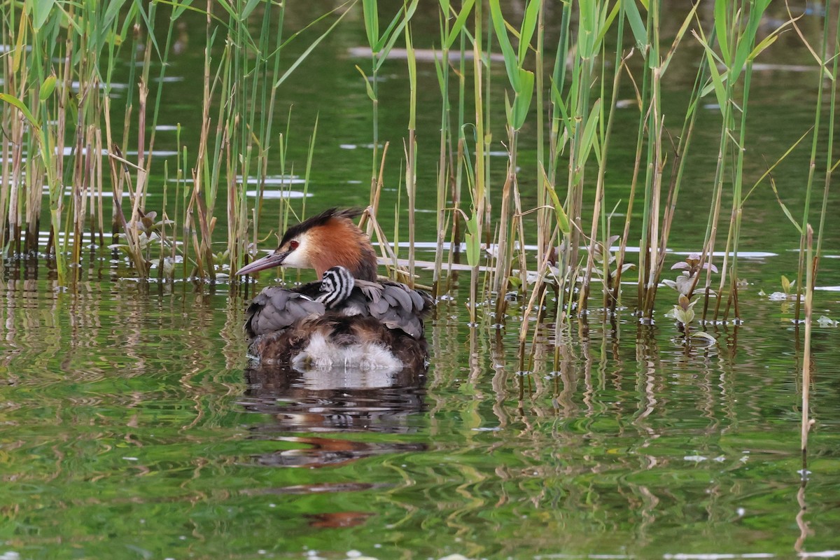 Great Crested Grebe - ML620436857