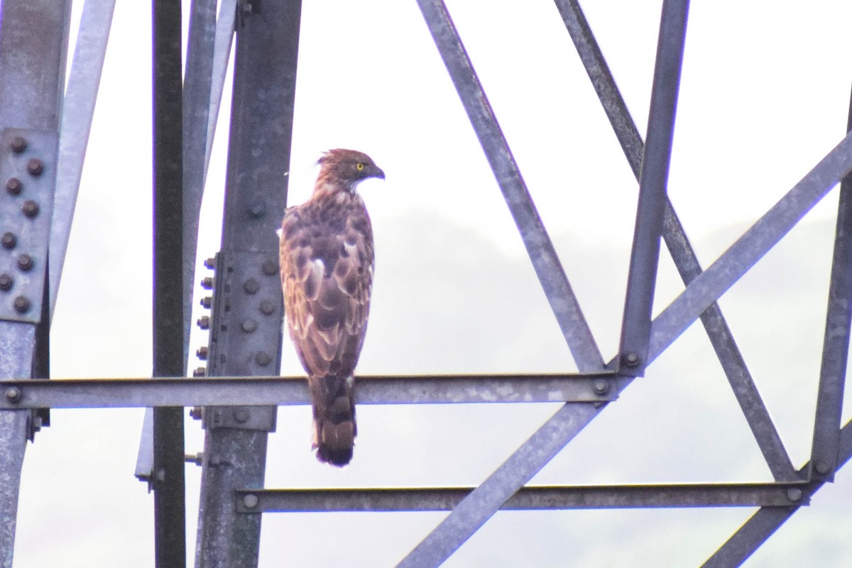 Águila Variable - ML620436865