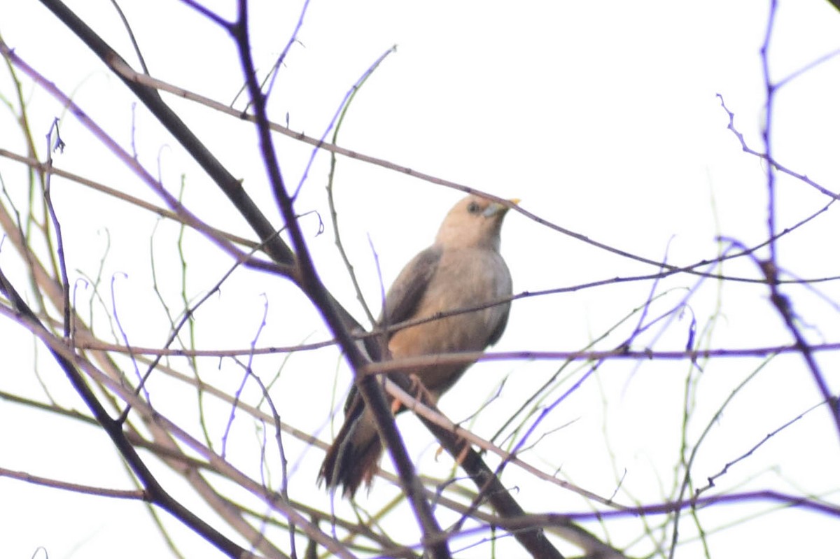 Malabar Starling - ML620436874