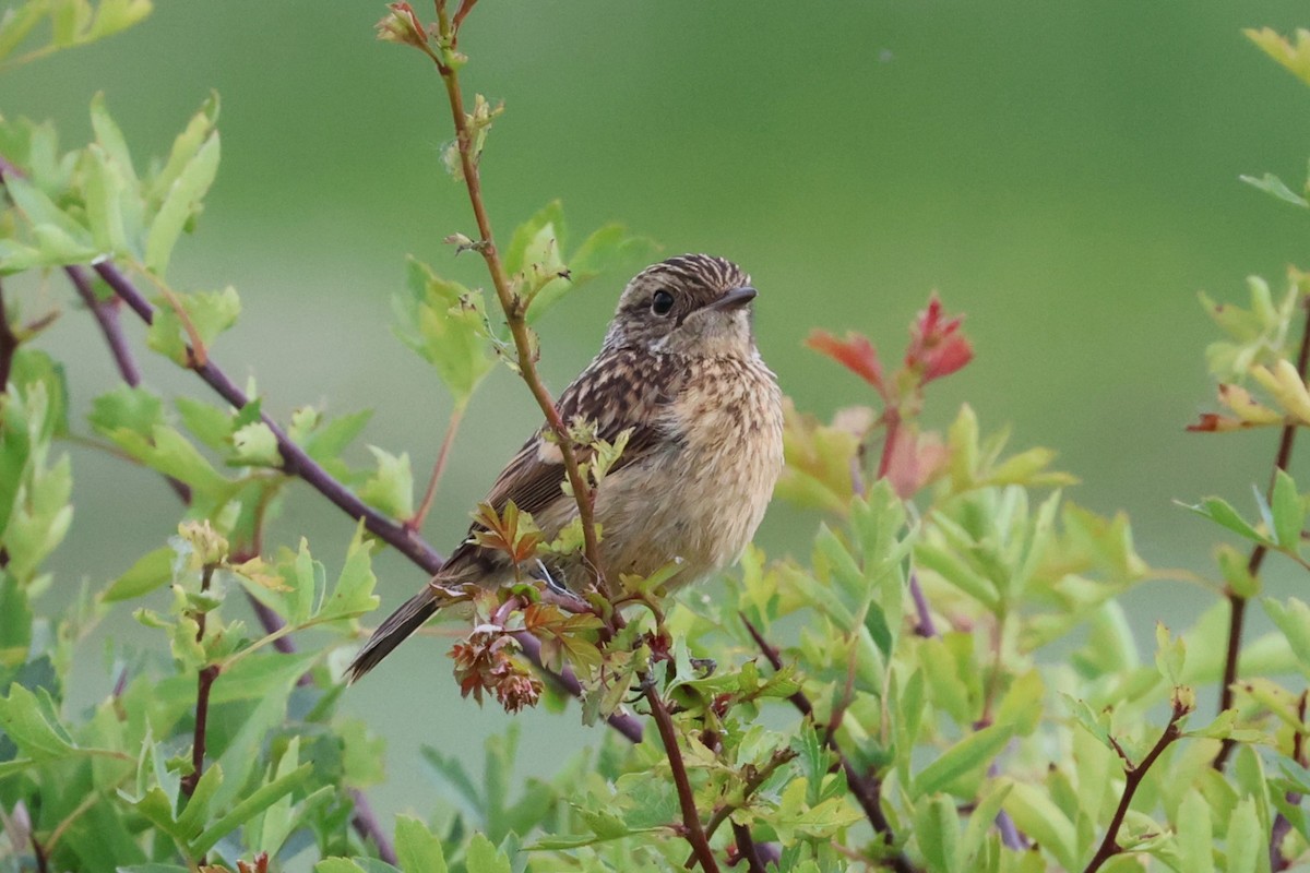 European Stonechat - ML620436878