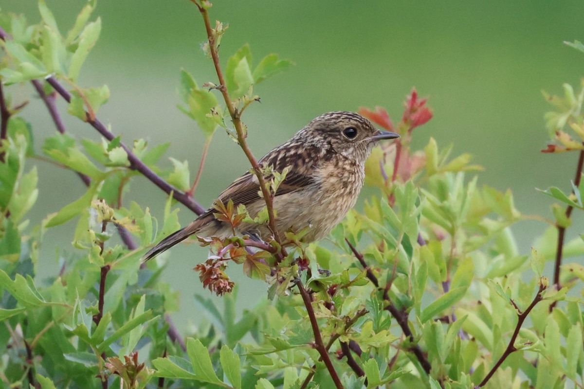 European Stonechat - ML620436879