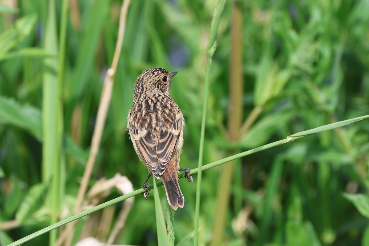 European Stonechat - ML620436880