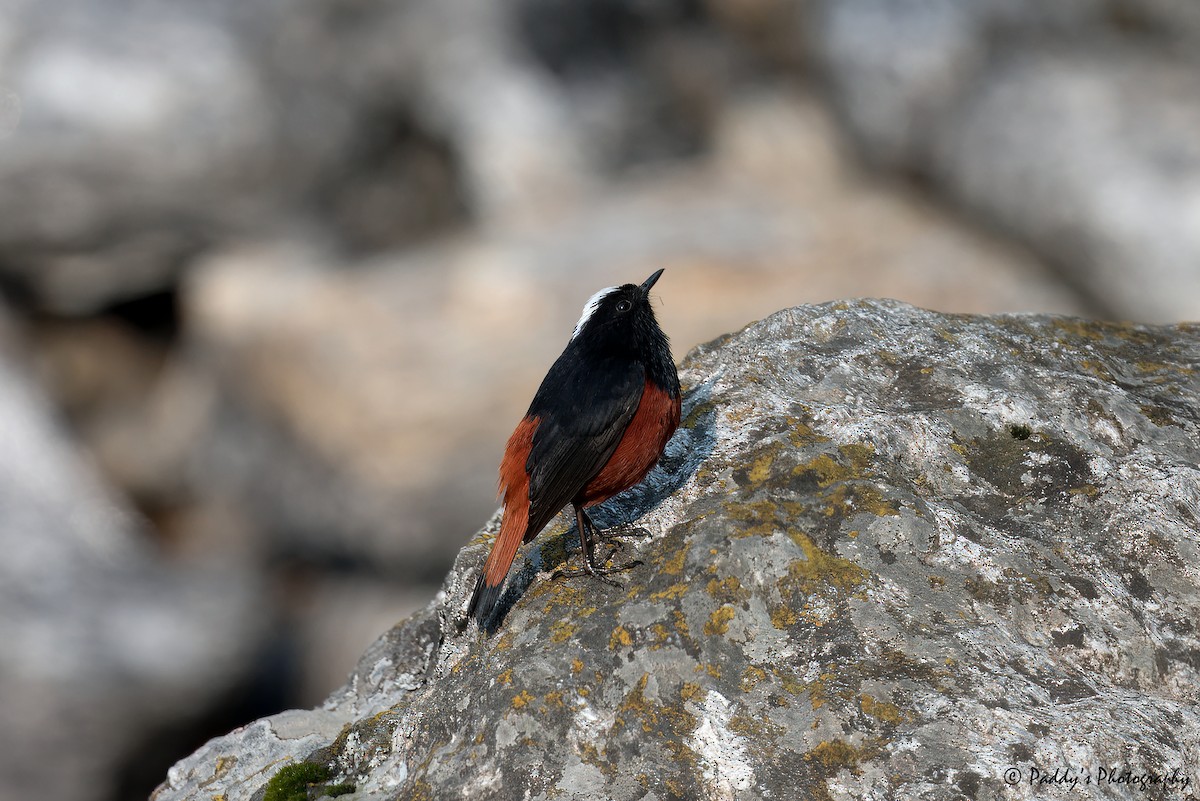 White-capped Redstart - ML620436883