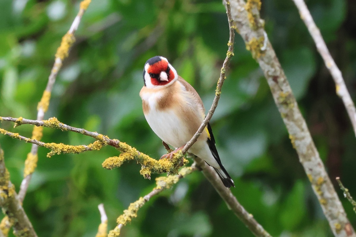 European Goldfinch - ML620436884