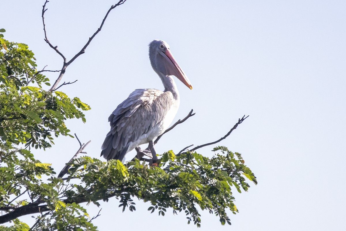 Spot-billed Pelican - ML620436887