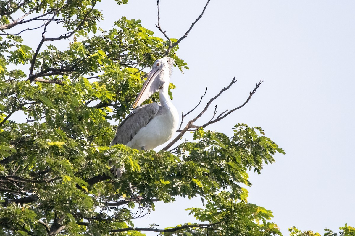 Spot-billed Pelican - ML620436889