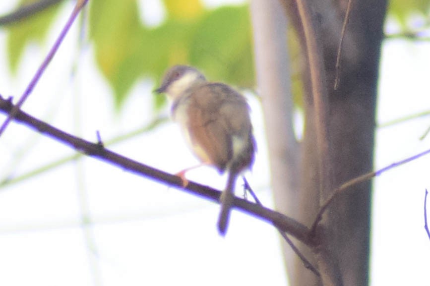 Gray-breasted Prinia - Alen Alex