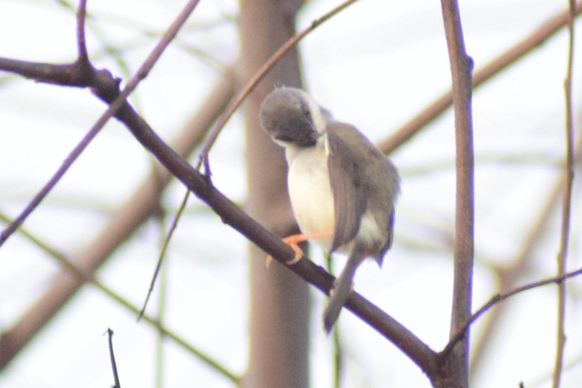 Gray-breasted Prinia - ML620436892