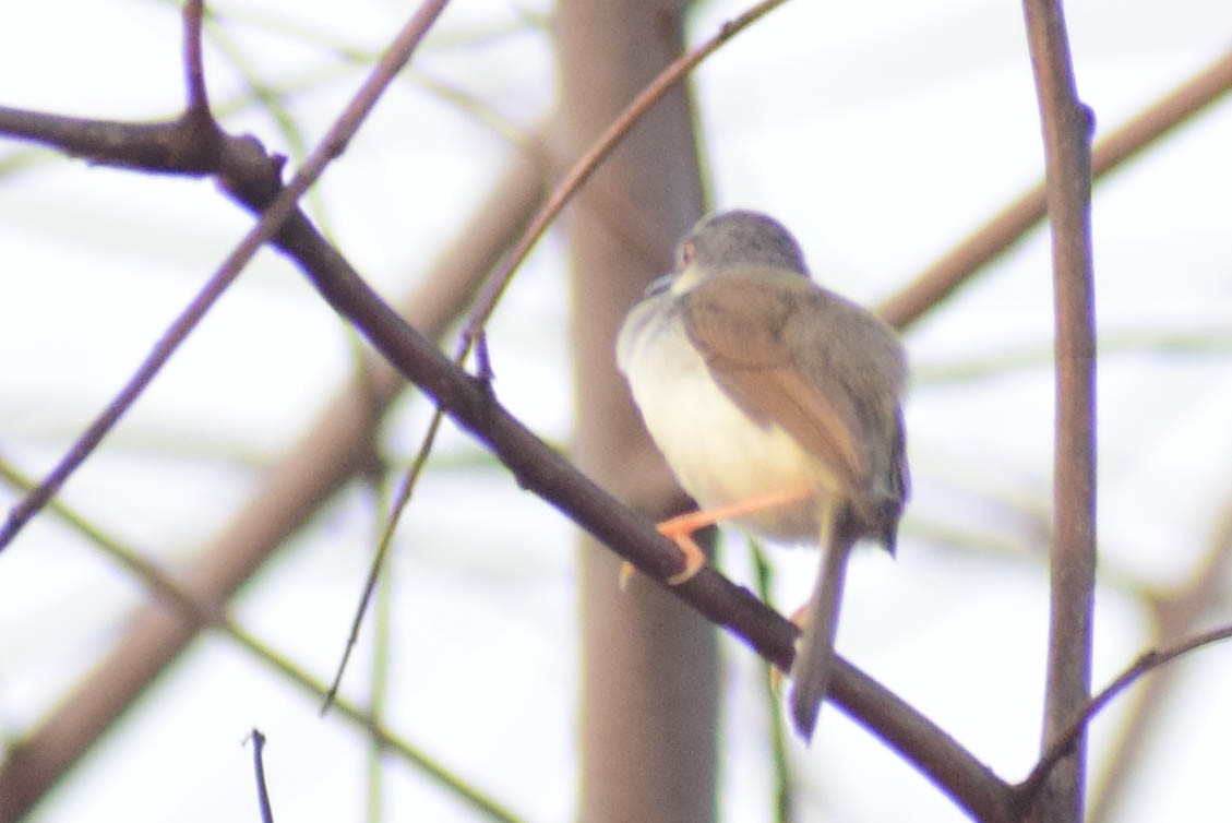 Gray-breasted Prinia - ML620436893