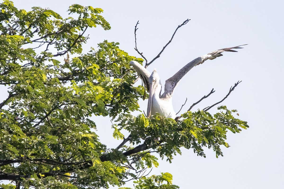 Spot-billed Pelican - ML620436894