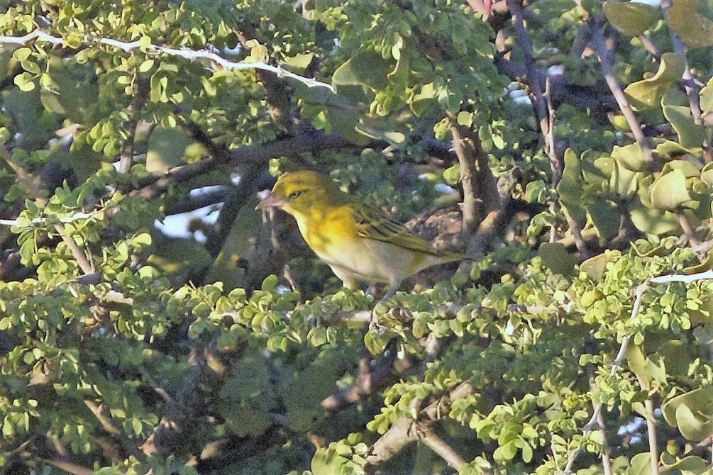 Lesser Masked-Weaver - ML620436895