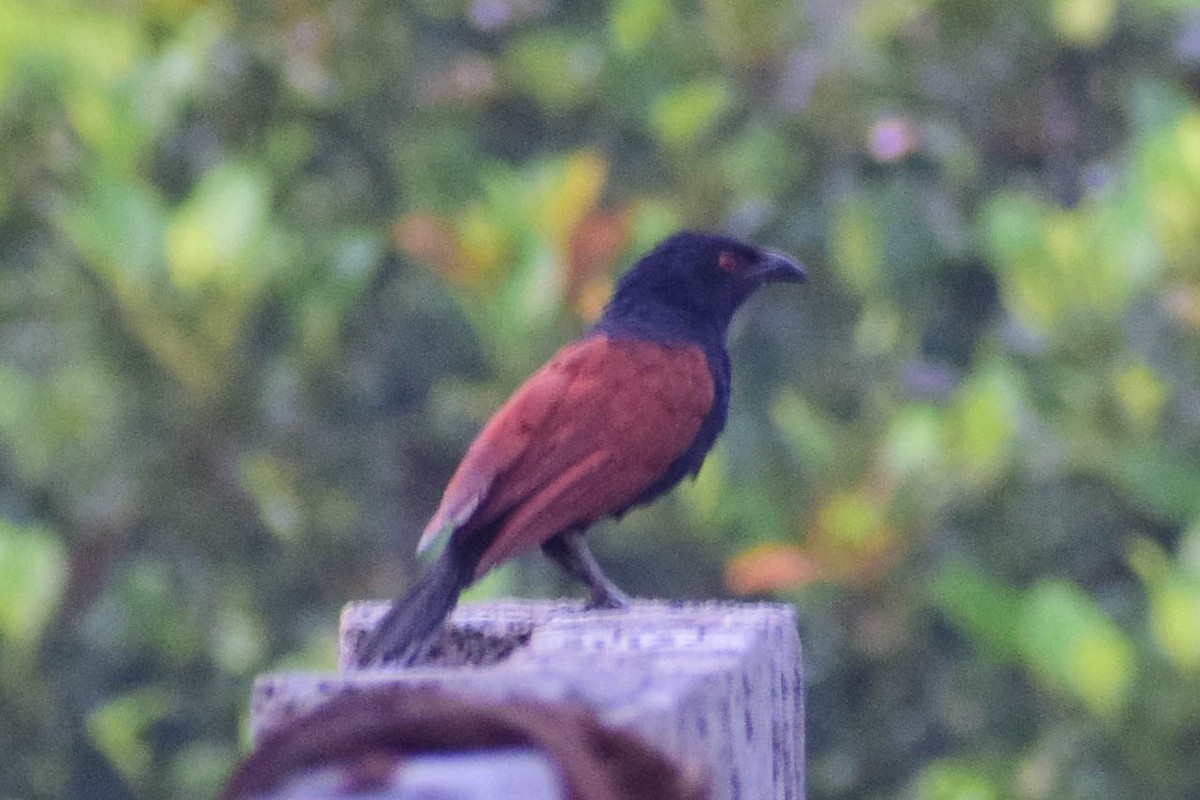 Greater Coucal - ML620436897