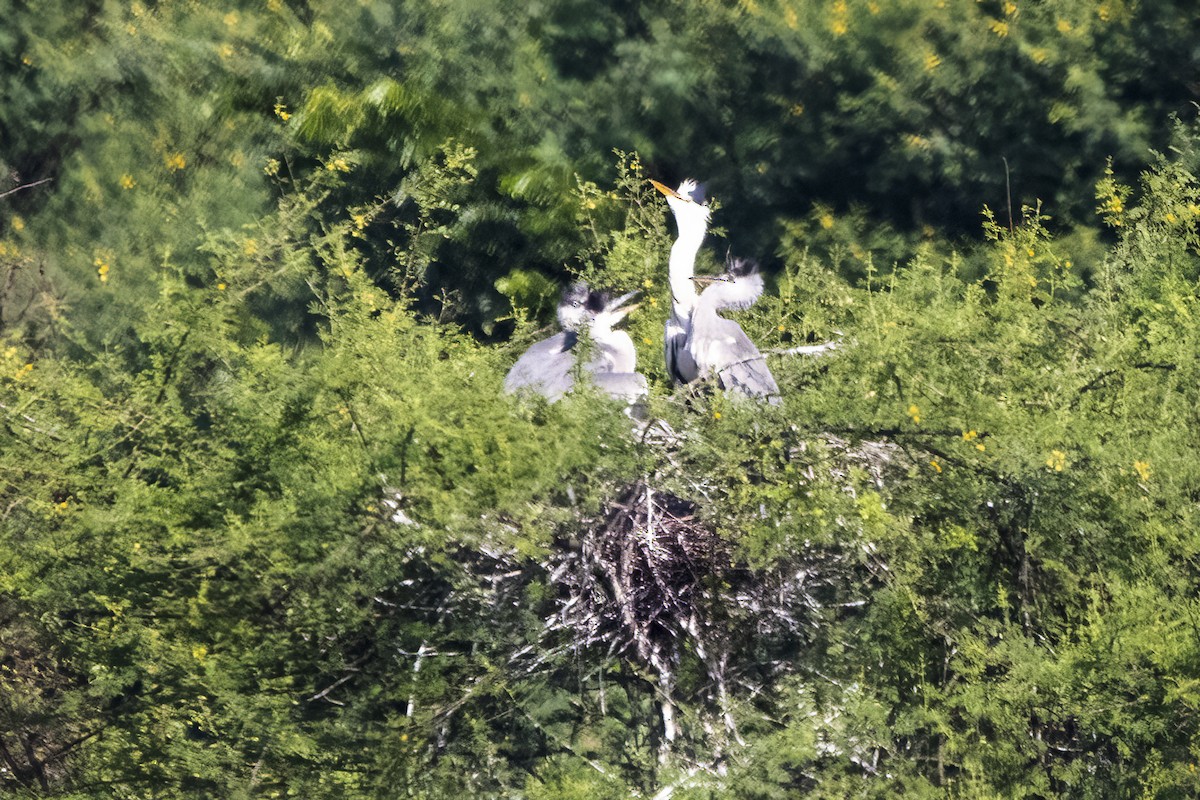 Gray Heron - ML620436899