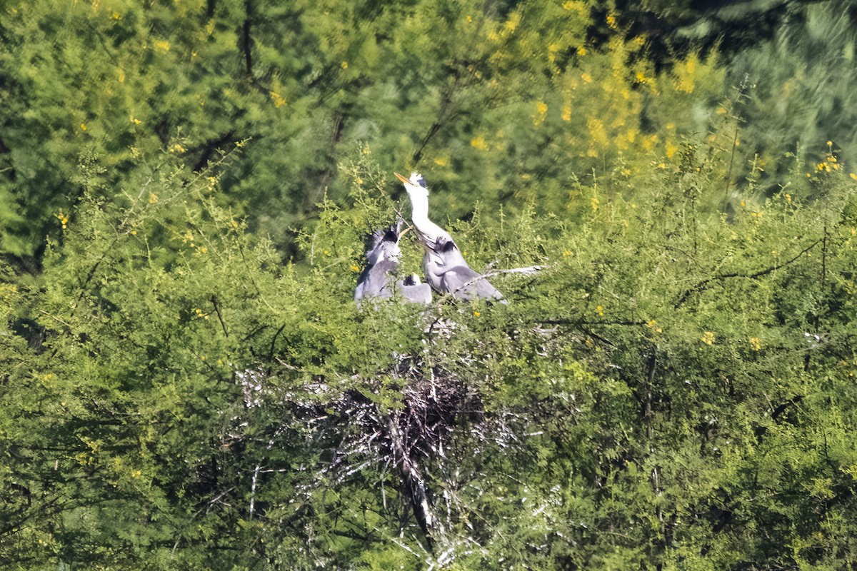 Gray Heron - ML620436900