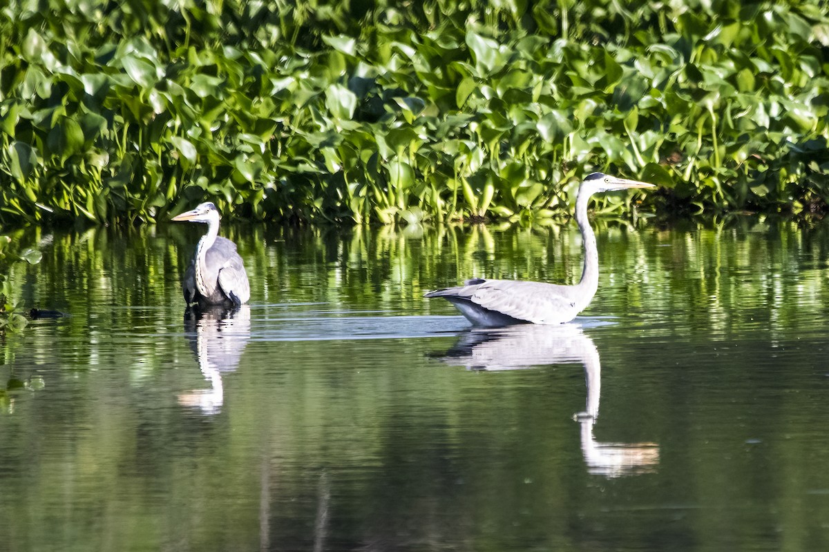 Gray Heron - ML620436904