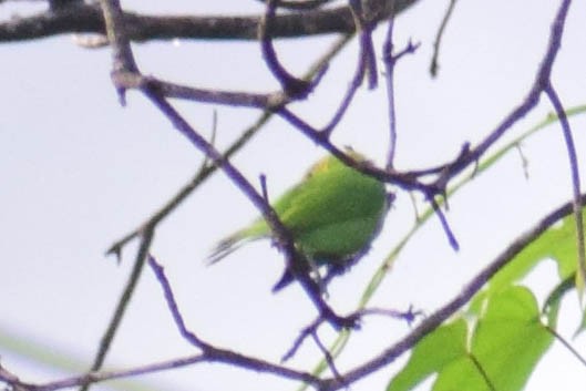 Jerdon's Leafbird - ML620436906