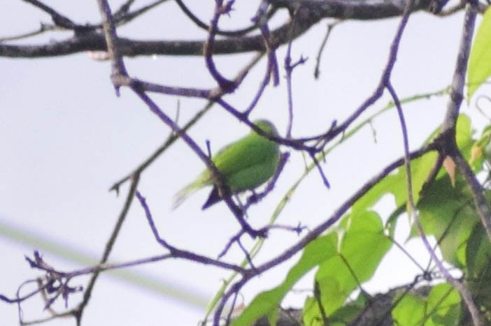 Jerdon's Leafbird - ML620436907