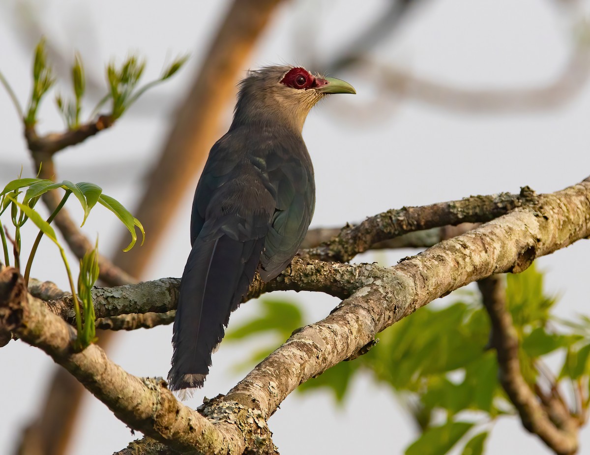 Green-billed Malkoha - ML620436909