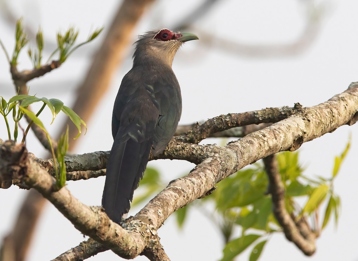 Green-billed Malkoha - ML620436912