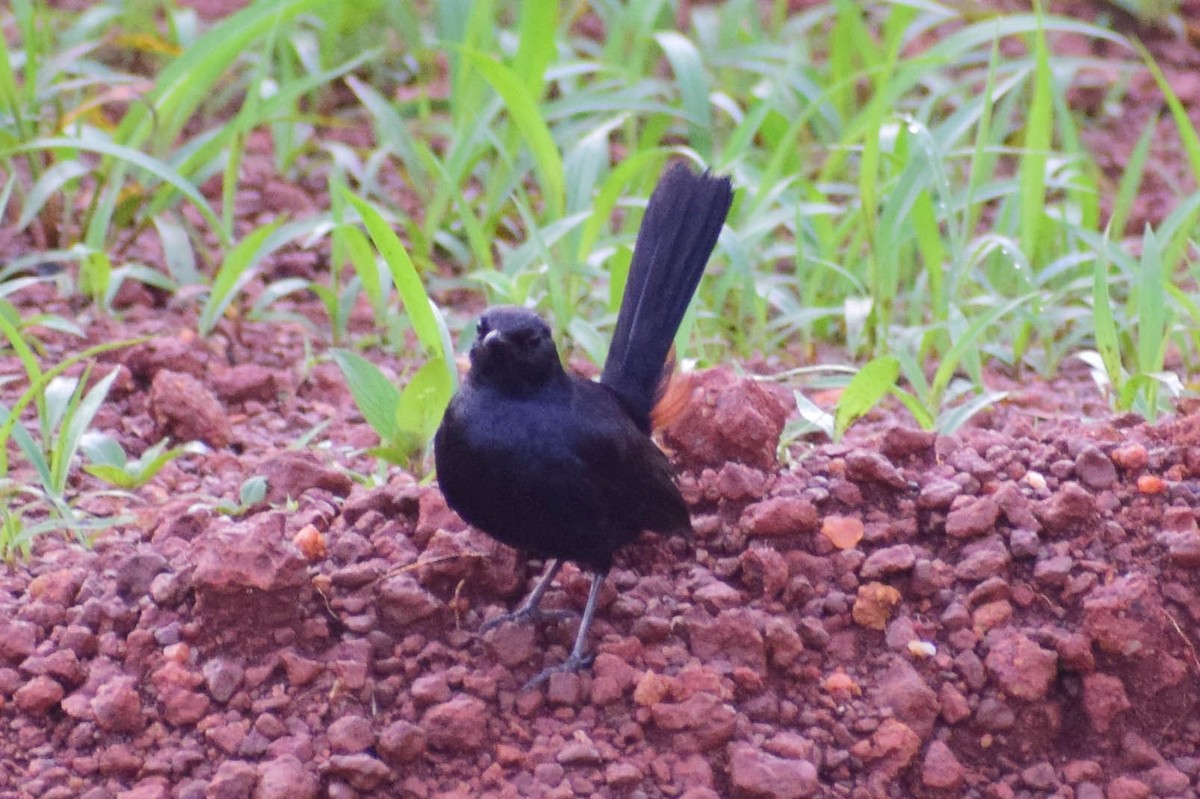 Indian Robin - ML620436915