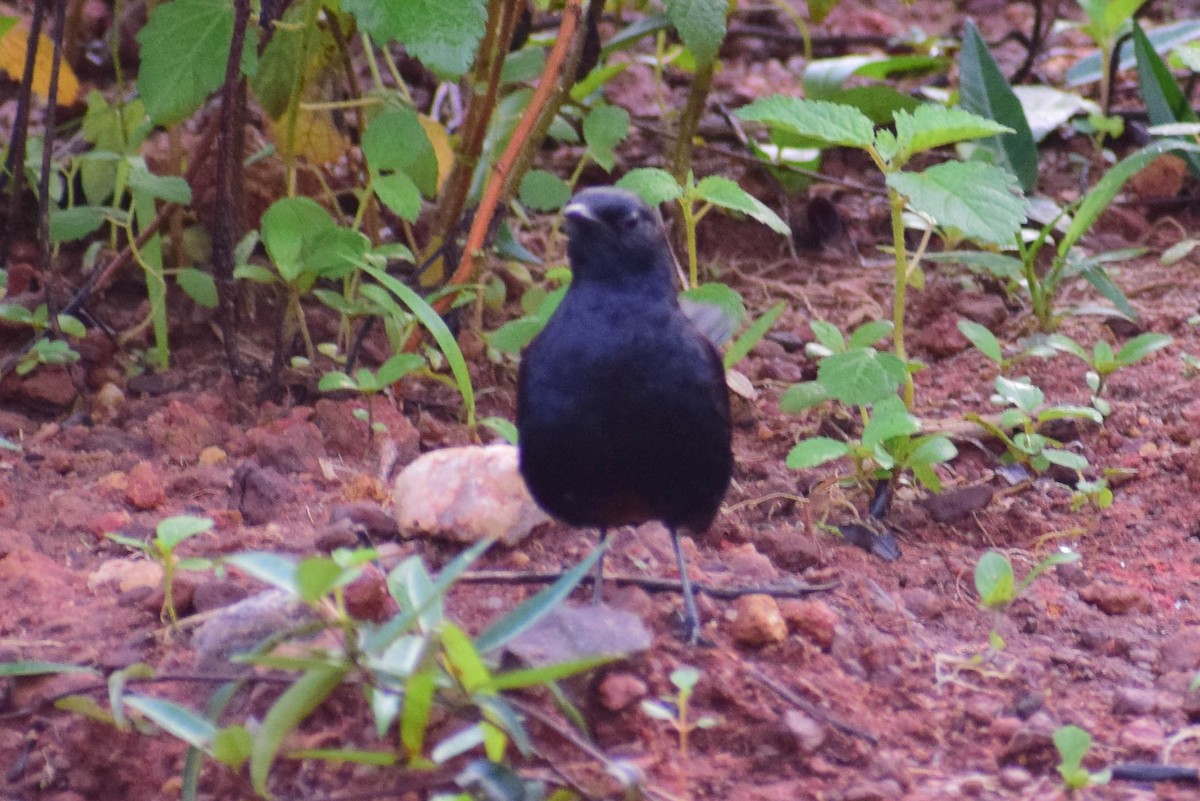 Indian Robin - ML620436916