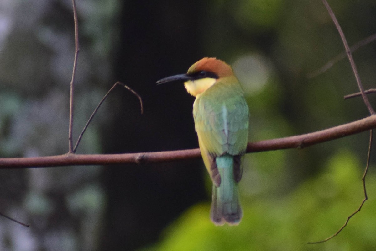 Chestnut-headed Bee-eater - ML620436921