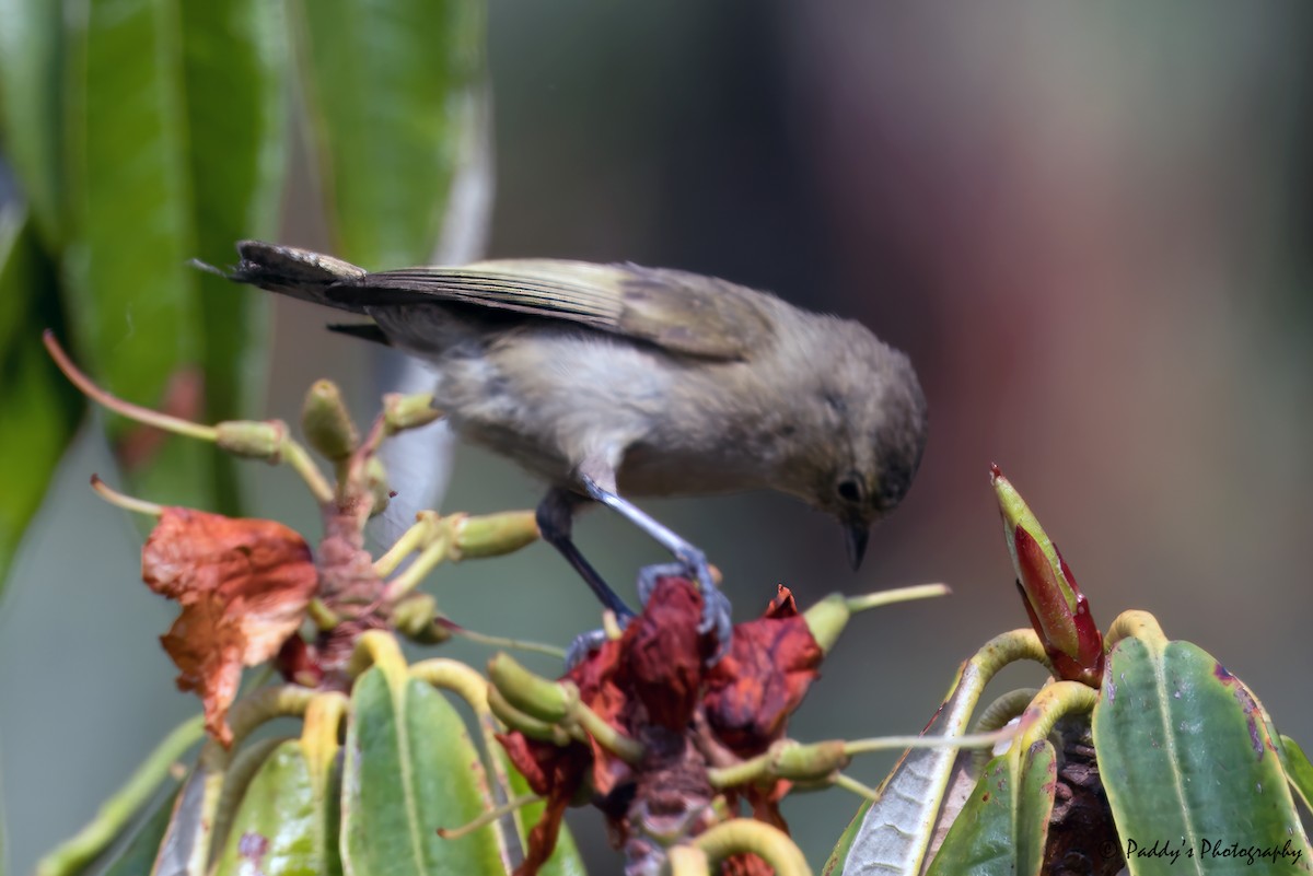 Yellow-browed Tit - ML620436923