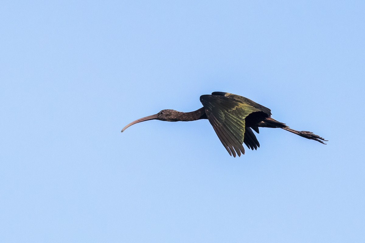 ibis hnědý - ML620436927