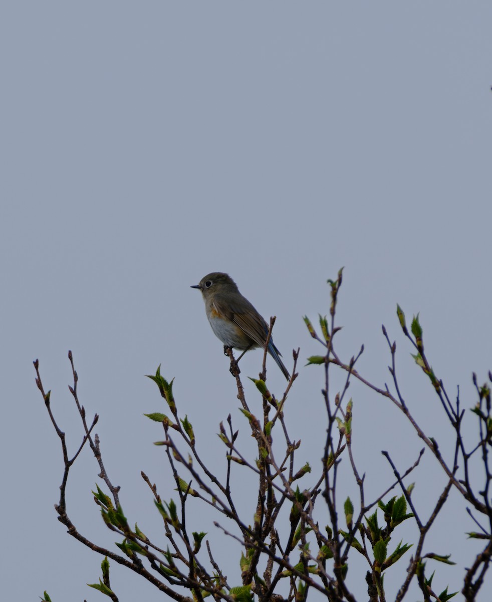 Robin à flancs roux - ML620436929