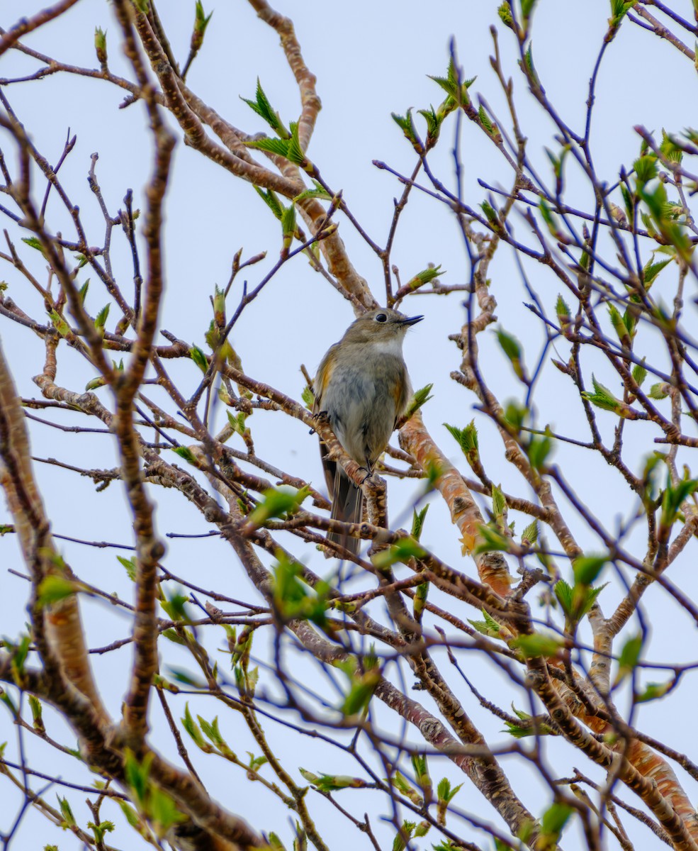 Robin à flancs roux - ML620436930