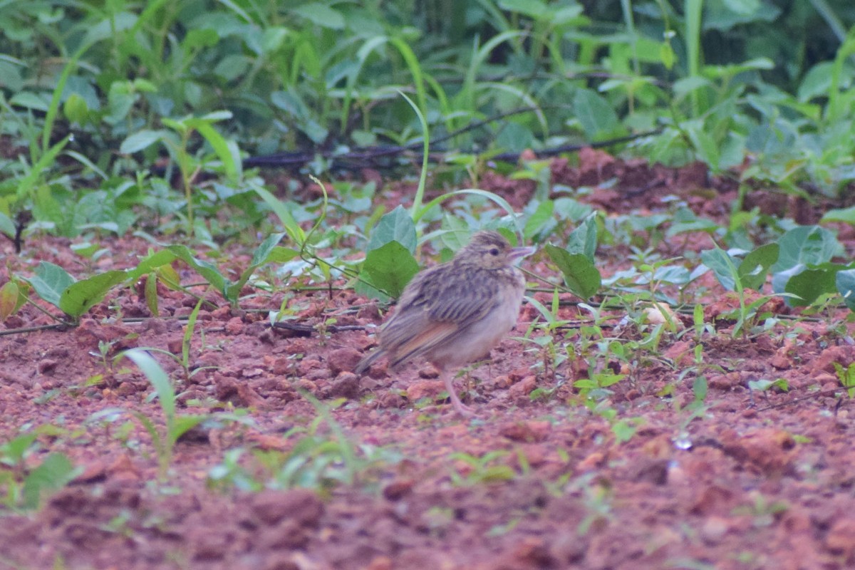 Jerdon's Bushlark - ML620436931