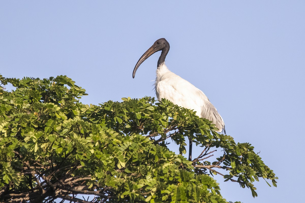 Ibis à tête noire - ML620436932