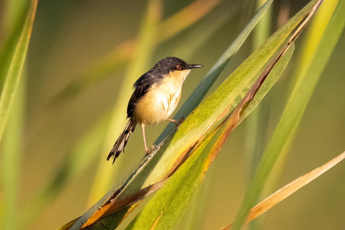 Prinia Cenicienta - ML620436939