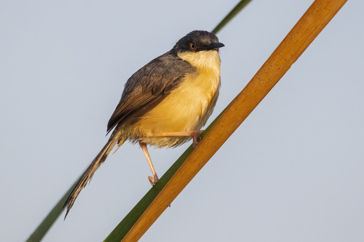 Ashy Prinia - ML620436940