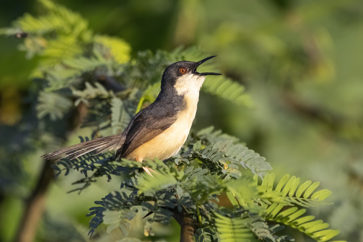 Prinia Cenicienta - ML620436941