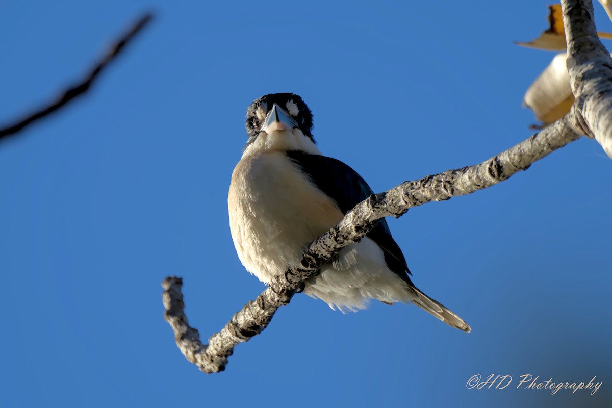 Forest Kingfisher - ML620436942