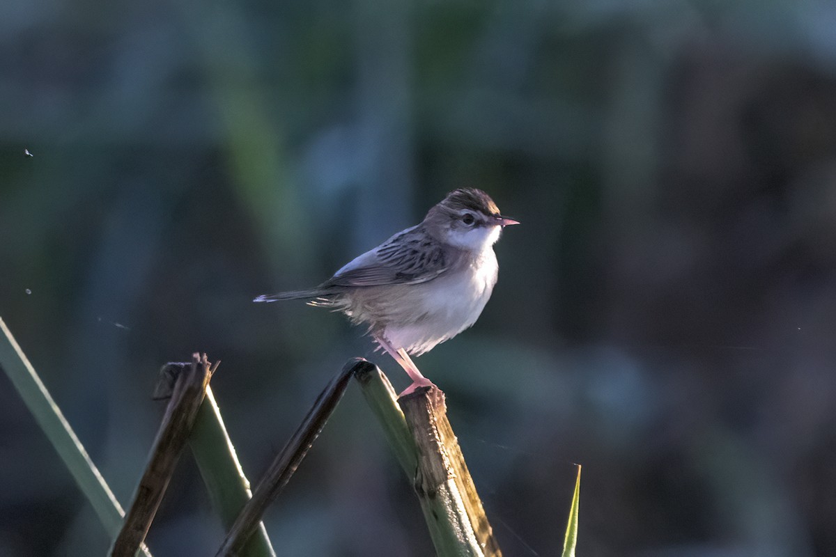 Zitting Cisticola - ML620436944