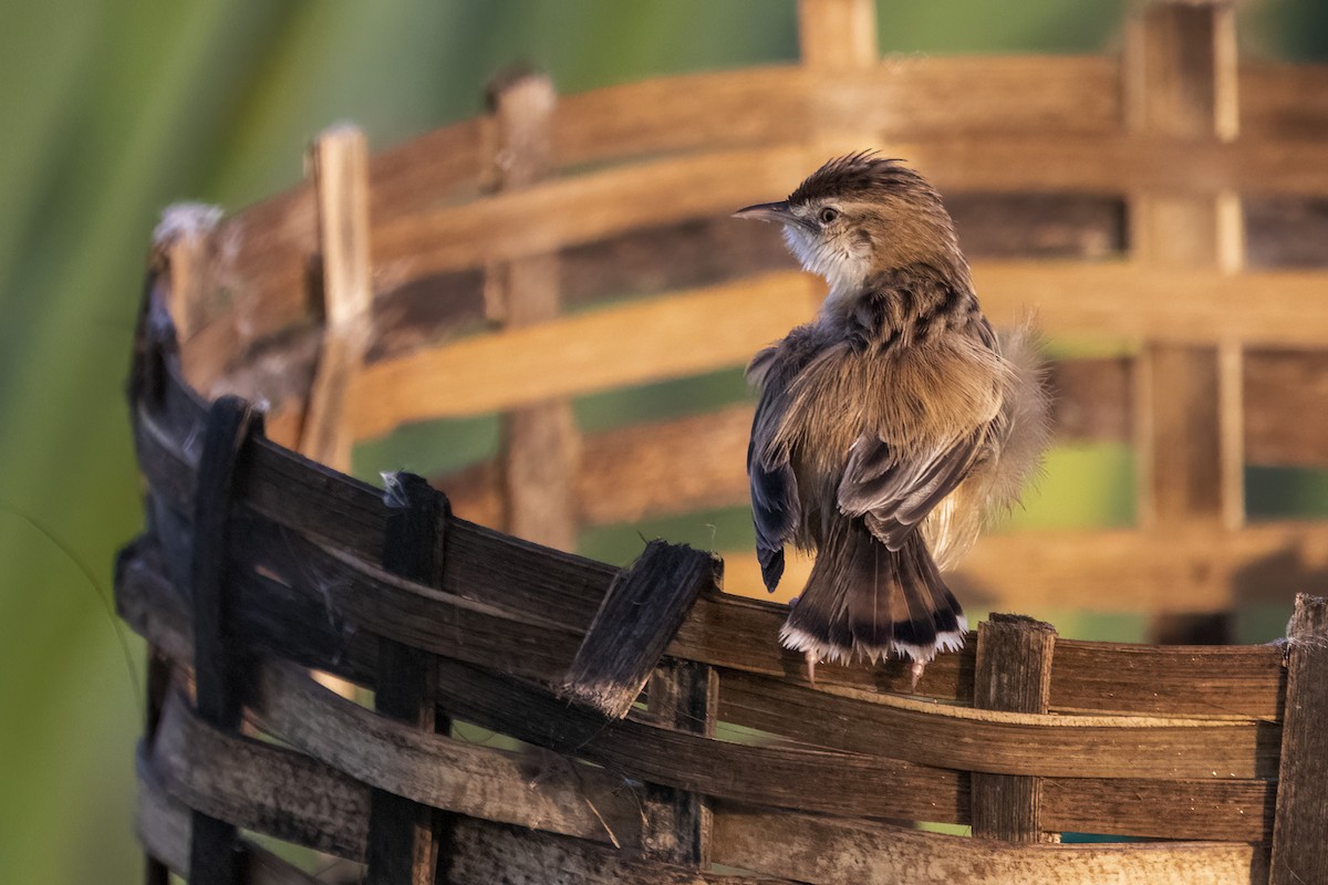 Zitting Cisticola - ML620436945