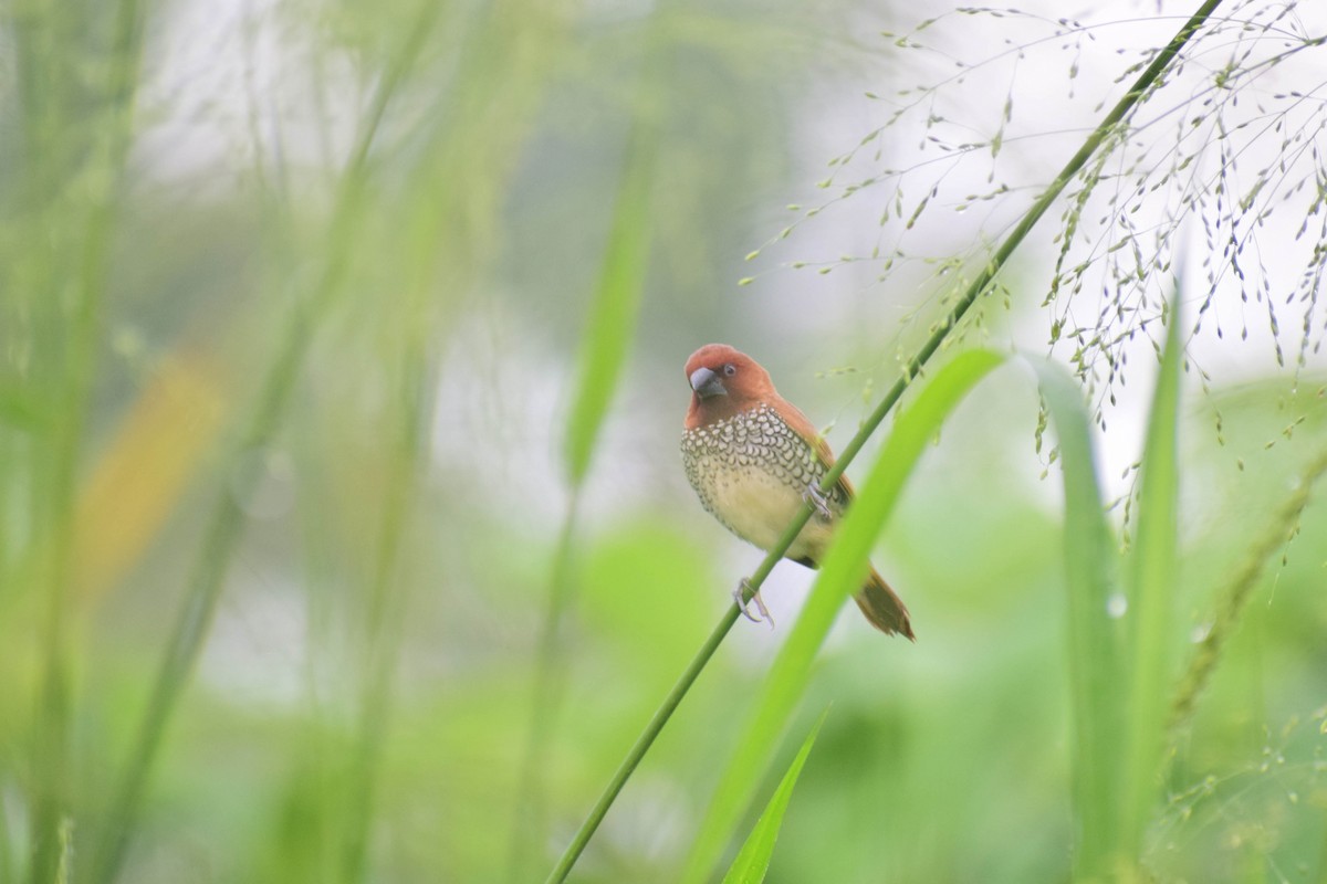 Scaly-breasted Munia - ML620436950