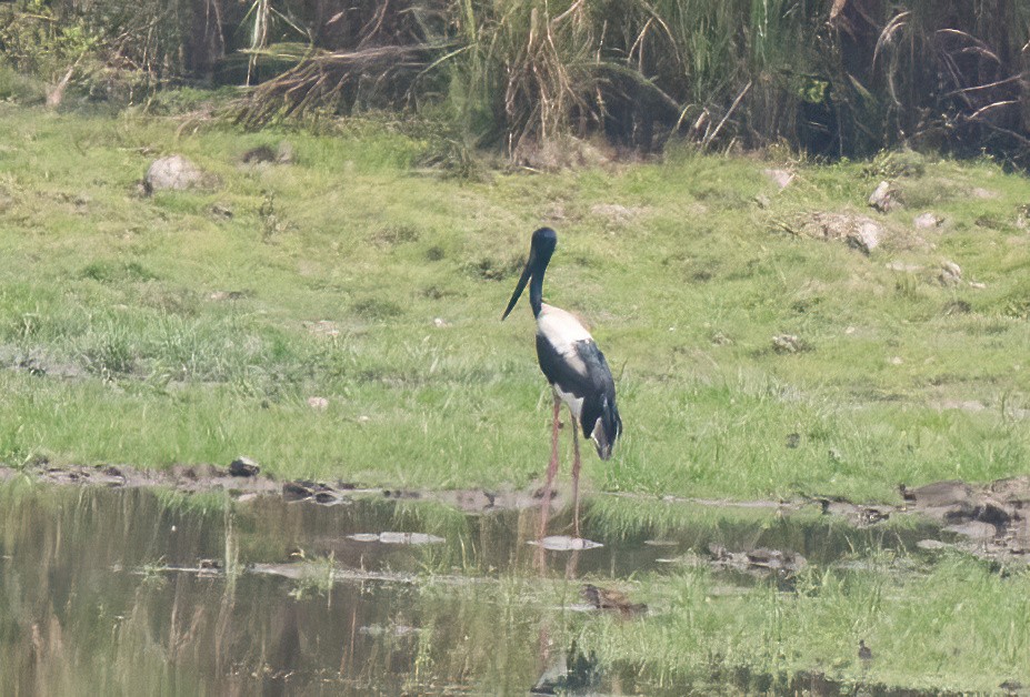 Black-necked Stork - ML620436953