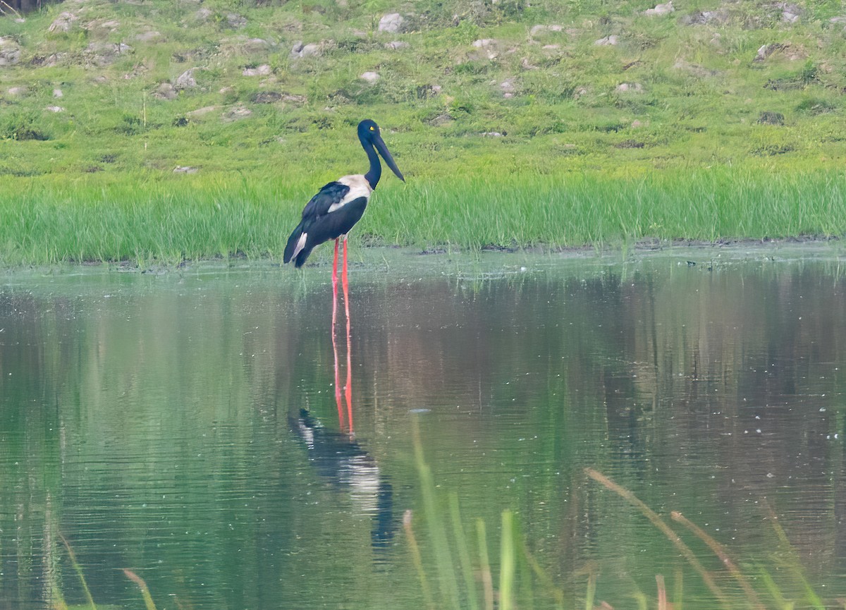 Black-necked Stork - ML620436955