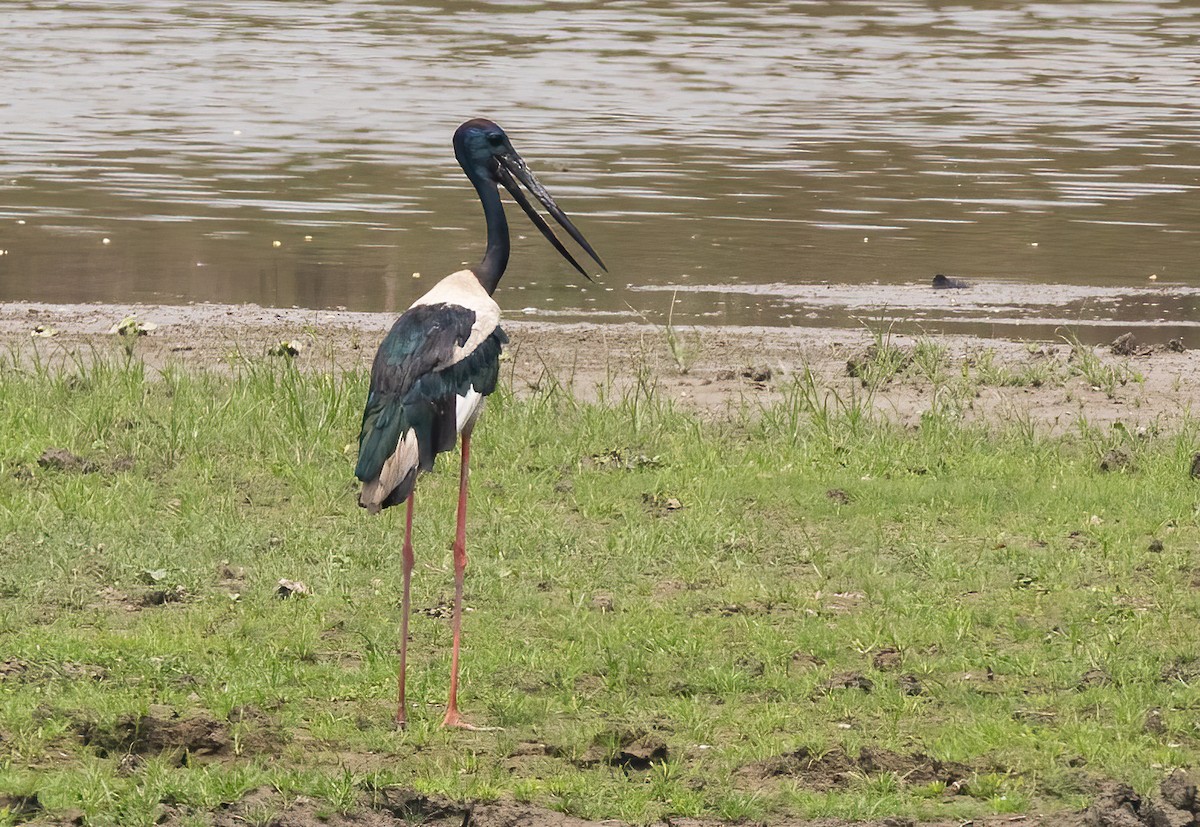 Black-necked Stork - ML620436956