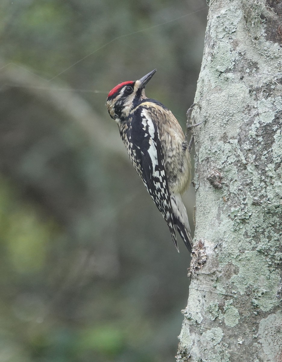 Yellow-bellied Sapsucker - ML620436957