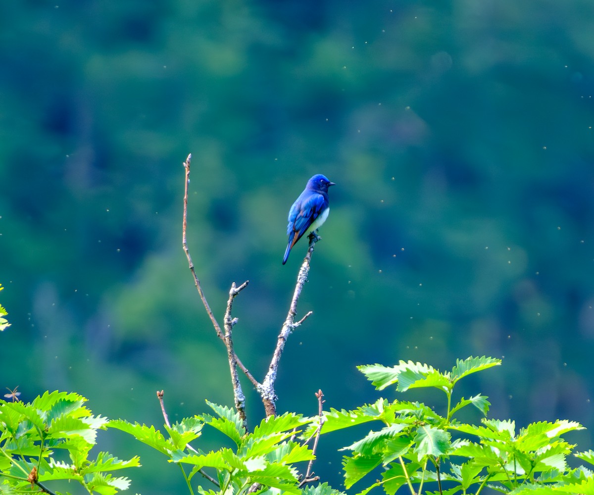 Blue-and-white Flycatcher - ML620436959