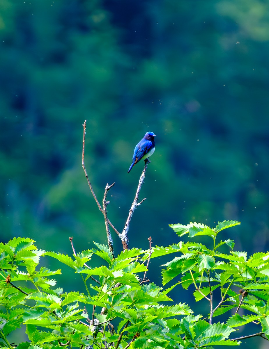 Blue-and-white Flycatcher - ML620436960