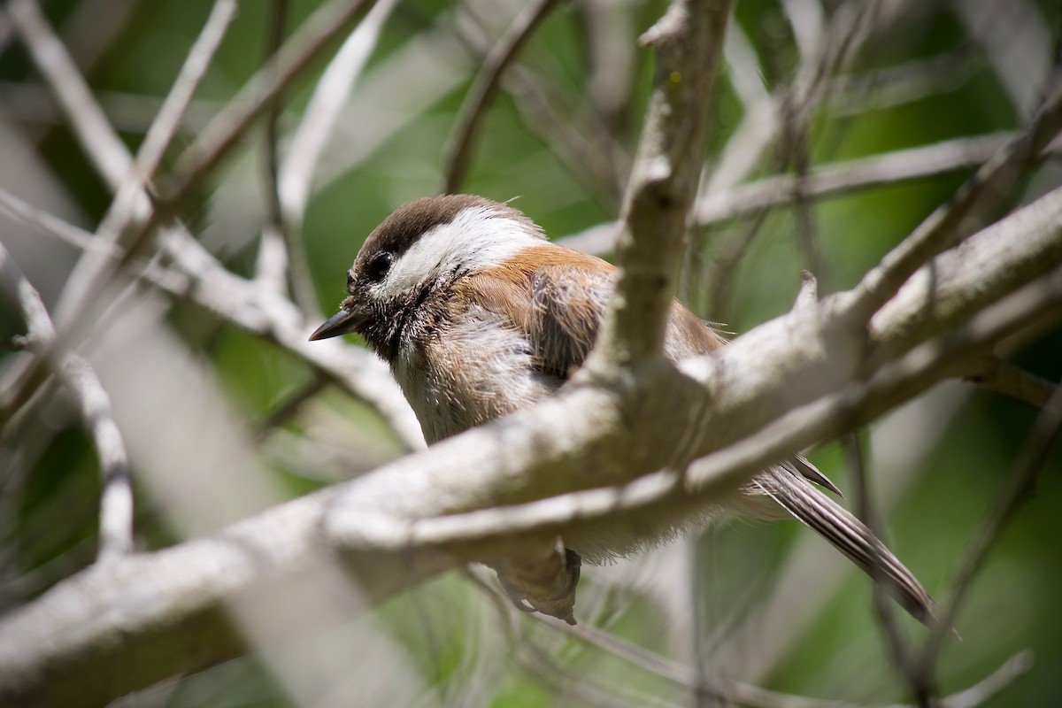 Mésange à dos marron - ML620436972