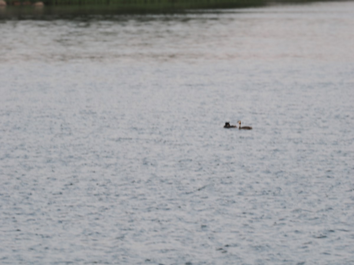 Great Crested Grebe - ML620436975